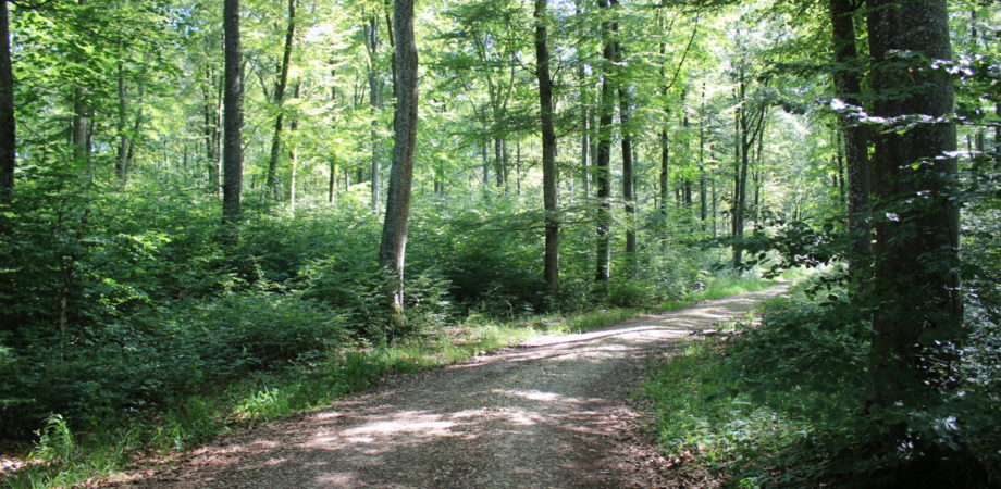 Am Rande der schwäbischen Alb mit ganz regionstypischen kleinen und großen Buchen
